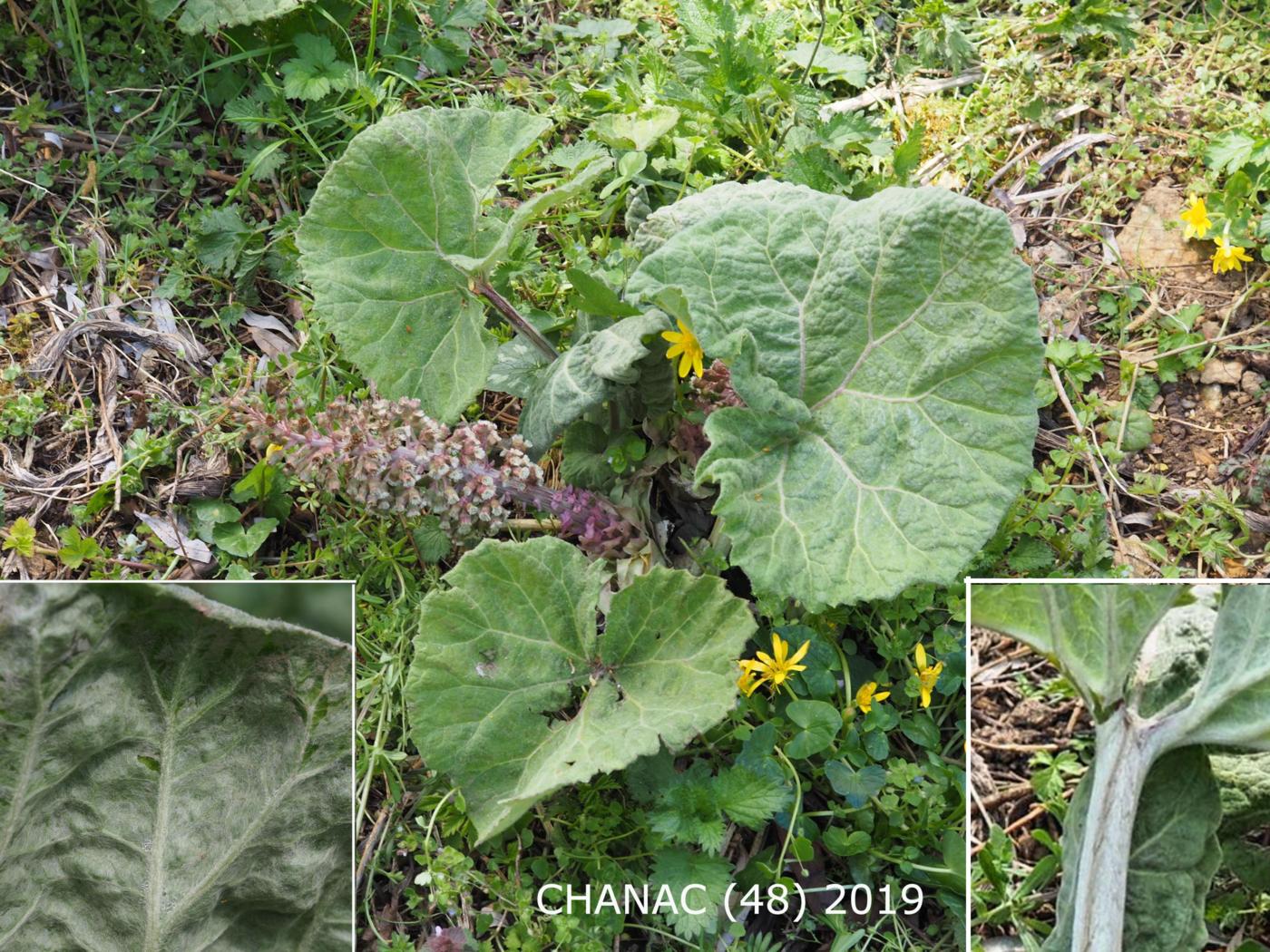 Butterbur leaf